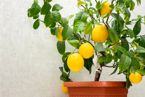 Pianta Agrumi Vaso Con Frutti Giallo Arancio Maturi Spazio Copia — Foto Stock