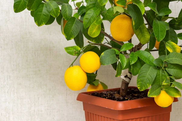 Спелые Желто Оранжевые Лимонные Плоды Ветвях Зелеными Листьями Крупный План Лицензионные Стоковые Фото