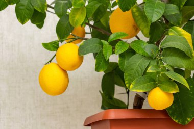 Ağaçlarda yeşil yapraklı olgun sarı-turuncu limon meyveleri. Volkameriana çeşitliliğinde turunçgillere yakın plan. Kapalı alanda narenciye ağacı yetişiyor. Zarif ev dekorasyonu