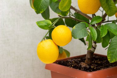 Ağaçlarda yeşil yapraklı olgun sarı-turuncu limon meyveleri. Volkameriana çeşitliliğinde turunçgillere yakın plan. Kapalı alanda narenciye ağacı yetişiyor. Zarif ev dekorasyonu