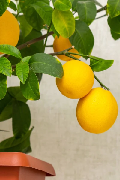 Frutti Limone Giallo Arancio Maturi Sui Rami Con Foglie Verdi — Foto Stock