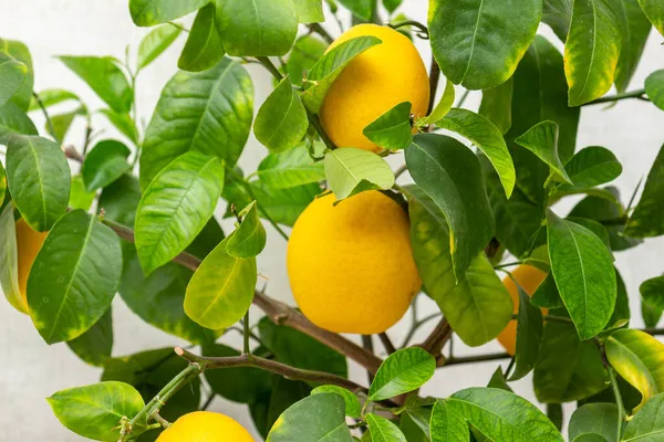 Mogna Gul Orange Citronfrukter Grenarna Med Gröna Blad Närbild Krukväxter — Stockfoto