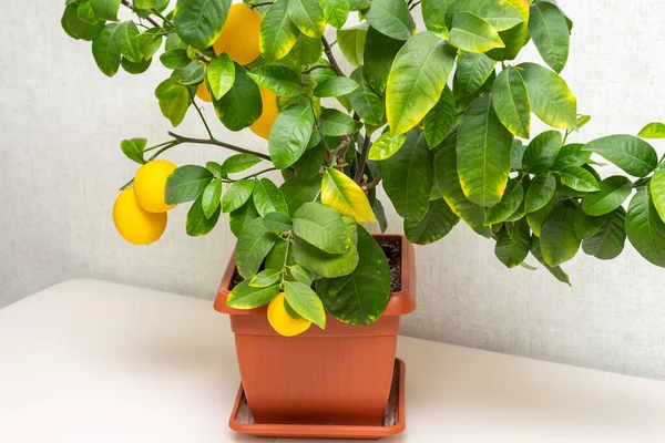 Dojrzałe Żółto Pomarańczowe Owoce Cytrynowe Gałęziach Zielonymi Liśćmi Zbliżenie Doniczkowych — Zdjęcie stockowe