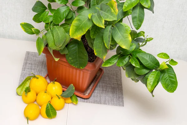Cięte Dojrzałe Żółto Pomarańczowe Owoce Cytrynowe Pobliżu Doniczkowej Rośliny Cytrusowej — Zdjęcie stockowe