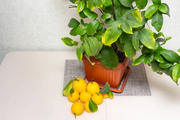 Dojrzałe Żółto Pomarańczowe Owoce Cytryny Pobliżu Doniczkowej Rośliny Cytrusowej Stole — Zdjęcie stockowe