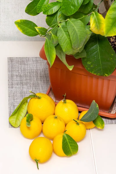 Sheared ripe yellow-orange lemon fruits near the potted citrus plant on the dining table, close-up. Harvesting the indoor growing fresh tasty lemons with green leaves of Volcameriana variety