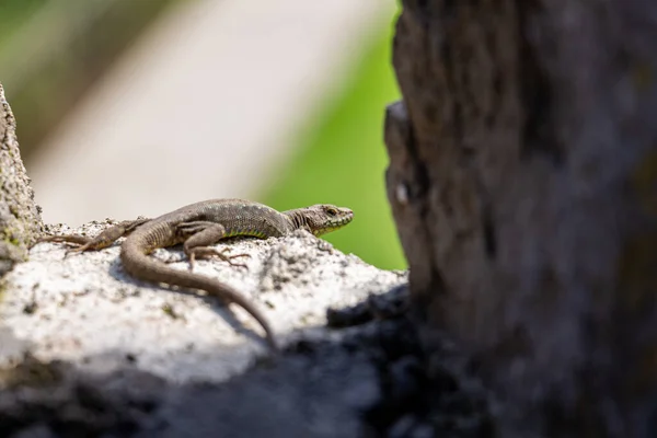 Beautiful Scenery Small Gray Green Lizard Sitting Stone Wall Basking — Stock Photo, Image