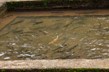 Gürcistan 'ın bir köyündeki alabalık çiftliği. Balıklar, alabalık yavruları ve çimento tanklarında yetiştirilen tohum türünden. Su ve hava alımı bir dağ deresinden taşınır.