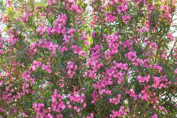 Original Floral Background Oleander Nerium Bush Shrub Small Tree Grown — Stock Photo, Image