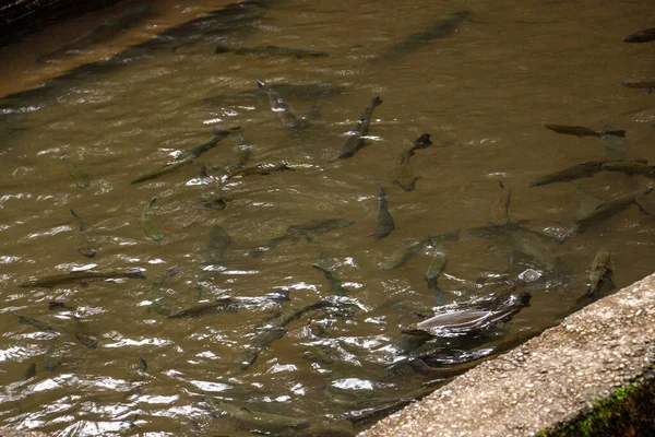 Gürcistan 'ın bir köyündeki alabalık çiftliği. Balıklar, alabalık yavruları ve çimento tanklarında yetiştirilen tohum türünden. Su ve hava alımı bir dağ deresinden taşınır.