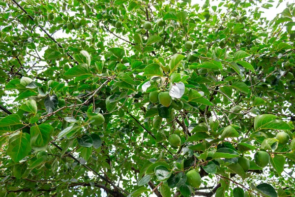 Ursprünglicher Hintergrund Aus Unreifen Früchten Kaki Baum — Stockfoto