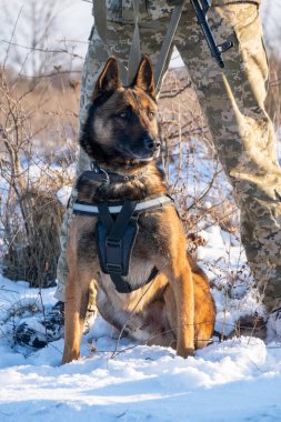Özellikle polis ve diğer polis köpeğine yardım etmek üzere eğitilmiş Belçika çoban köpeği Malinois silahlı ve kamuflaj üniformalı köpek eğitmeni