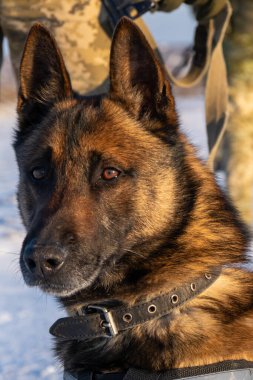 Özellikle polis ve diğer polis köpeğine yardım etmek üzere eğitilmiş Belçika çoban köpeği Malinois silahlı ve kamuflaj üniformalı köpek eğitmeni
