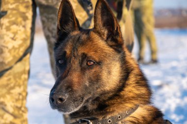 Özellikle polis ve diğer polis köpeğine yardım etmek üzere eğitilmiş Belçika çoban köpeği Malinois silahlı ve kamuflaj üniformalı köpek eğitmeni