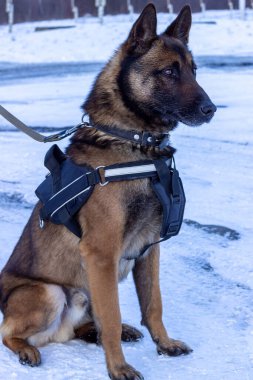 Özellikle polis ve Belçika çoban köpeği Malinois 'e yardım etmek üzere eğitilmiş, taktik yelek, tasma ve tasma takmış, karda oturuyor.