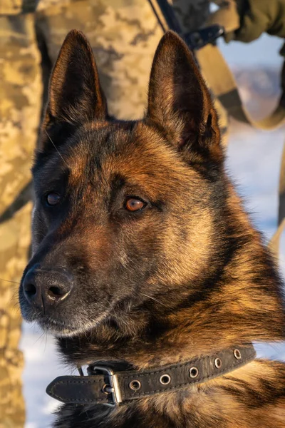 Especificamente Treinado Para Ajudar Polícia Outro Pessoal Aplicação Lei Cão — Fotografia de Stock