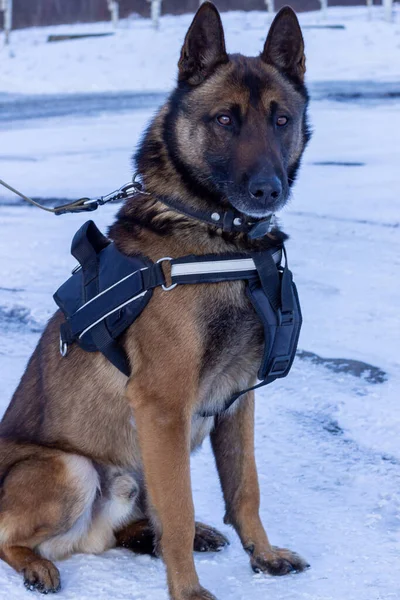 Specifically Trained Assist Police Other Law Enforcement Personnel Police Dog — Stockfoto