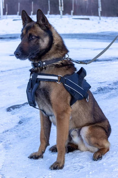 Özellikle polis ve Belçika çoban köpeği Malinois 'e yardım etmek üzere eğitilmiş, taktik yelek, tasma ve tasma takmış, karda oturuyor.