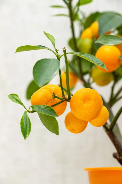 Ripe Small Orange Fruits Indoor Growing Citrus Plant Calamondin Citrofortunella — Stock Photo, Image