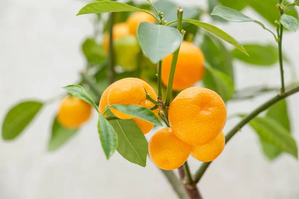 Mogna Små Apelsinfrukter Inomhusodling Citrusväxt Calamondin Citrofortunella Microcarpa Citrus Madurensis — Stockfoto