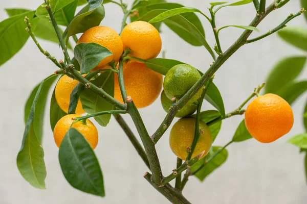 Ripe Small Orange Fruits Indoor Growing Citrus Plant Calamondin Citrofortunella — Foto Stock