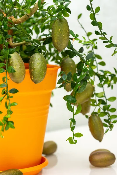 Märklig Krukväxter Australiska Finger Lime Med Vinröda Frukter Inomhus Växer — Stockfoto