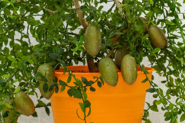 Бушские Ветви Спелыми Зелеными Удлиненными Плодами Растения Цитрусовых Австралийского Пальца Лицензионные Стоковые Фото