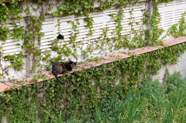 Parkta tekir bir kedi oturuyor. Şehirde yalnız bir sokak kedisi