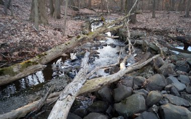 Ormandaki akarsu, karsız kış manzarası düşen yapraklar ve ağaç gövdeleri, La Tourette Park, Staten Island, New York, ABD - 12 Şubat 2022