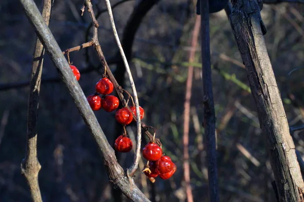 Leicht Verwelkte Rote Viburnum Beeren Auf Trockenen Zweigen Auf Verschwommenem — Stockfoto