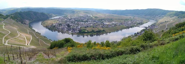 Panoramic View Moselle Riverbend Piesport Germany May 2022 — Zdjęcie stockowe