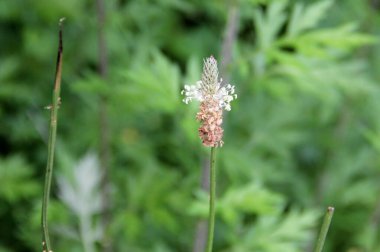 Meadow Tilki Kuyruğu, bilimsel adı Alopecurus pratensis, çiçek açan yabani ot, yakın plan, Latourette Park, Staten Island, New York, ABD - 10 Haziran 2022