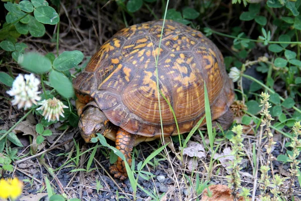 Eastern box turtle, aka land turtle, in the grass, seen in Latourette Park, Staten Island, NY, USA - June 10, 2022