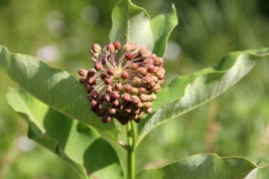 Samanotu, bilimsel adı Asclepias, yabani çiçekler, yakın plan, Latourette Park, Staten Island, New York, ABD - 10 Haziran 2022