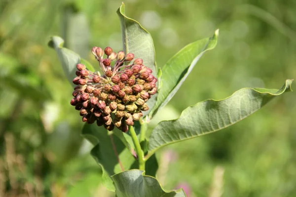 Samanotu, bilimsel adı Asclepias, yabani çiçekler, yakın plan, Latourette Park, Staten Island, New York, ABD - 10 Haziran 2022