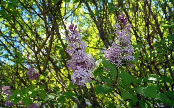 Lilac Květiny Větvi Keře Vidět Parku Suomenlinna Helsinky Finsko Května — Stock fotografie