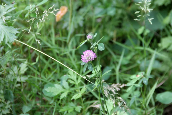 Rotkleeblume Wissenschaftlicher Name Trifolium Pratense Wildblumen Nahaufnahme Gesehen Latourette Park — Stockfoto