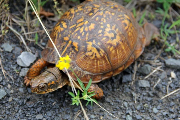 Eastern box turtle, aka land turtle, in the grass, seen in Latourette Park, Staten Island, NY, USA - June 10, 2022
