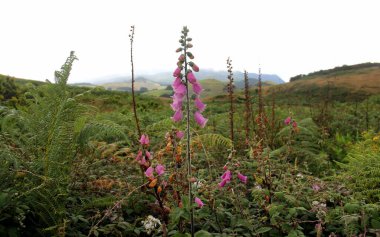 Pink foxglove, wild flowers in the field, on blurred background of hilly landscape, Furnas do Enxofre, Terceira, Azores, Portugal - July 27, 2022