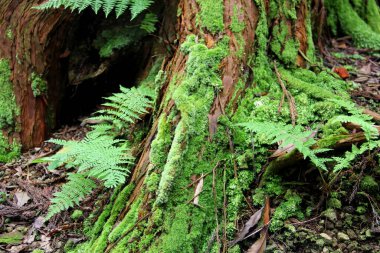 Ormandaki Terceira Adası, Azores, Portekiz 'deki bir ağacın etrafındaki eğreltiotu ve yosun çalıları - 28 Temmuz 2022