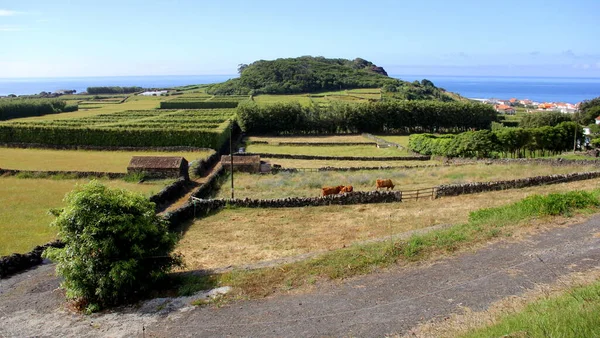 Landsbygdslandskap Med Vulkanisk Kulle Atlanten Bakgrunden Nära Porto Judeu Terceira — Stockfoto