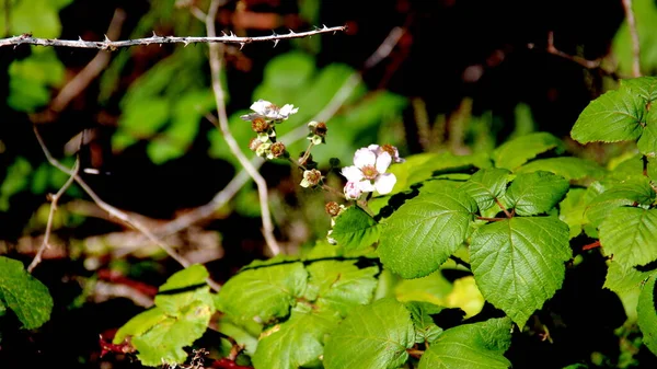 Yeşil Yapraklı Beyaz Pembe Çiçekler Serra Santa Barbara Terceira Azores — Stok fotoğraf