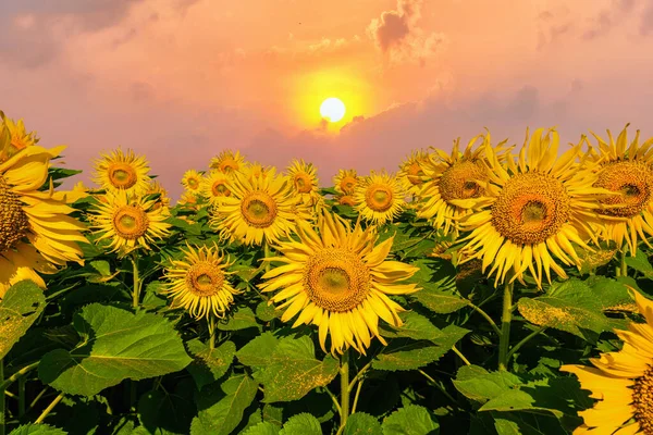 Flora Background Blooming Sunflower Field Sunset Sky — стоковое фото