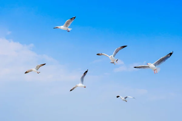 Fondo Natural Aves Silvestres Bandada Aves Gaviotas Volando Juntas Sobre —  Fotos de Stock