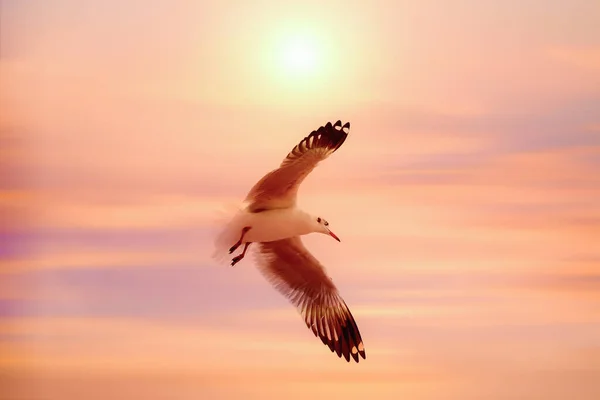Fondo Natural Aves Silvestres Mar Volando Sobre Cielo Dorado Con —  Fotos de Stock