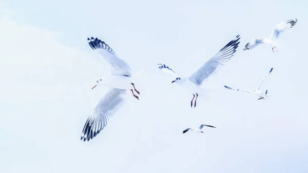Natural Wild Bird Background Flock Seagull Birds Flying Together Blue — Stock Photo, Image