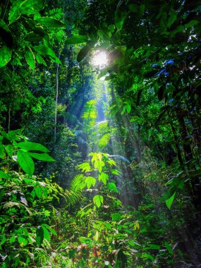 Yeşil yağmur ormanlarının güneş ışığıyla doğal dikey orman manzarası