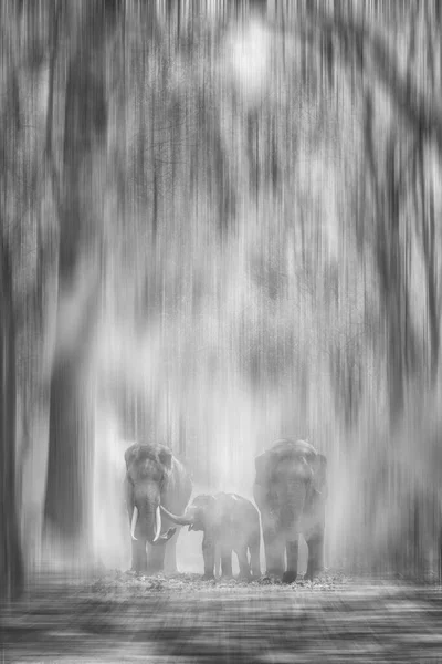 ぼんやりとした霧が黒と白の中で背景をぼかす野生のアジアゾウの家族が朝にぼんやりと霧のジャングルの中を歩いていると — ストック写真