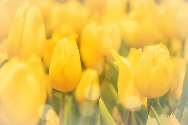 Naturalne Kwiatowe Tło Kwitnących Żółtych Tulipanów Selektywnym Miękkim Ostrością — Zdjęcie stockowe