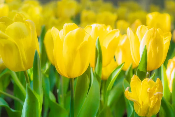 Naturalne Kwiatowe Tło Kwitnących Żółtych Tulipanów — Zdjęcie stockowe